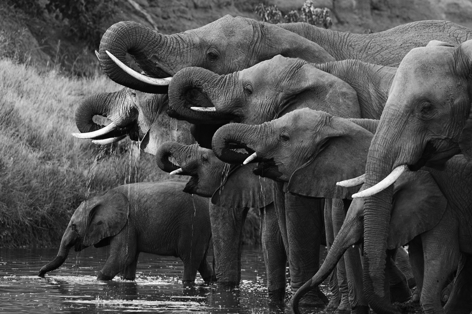AS173 Wall décor art photographic on canvas wildlife elephant herd at waterhole black & white